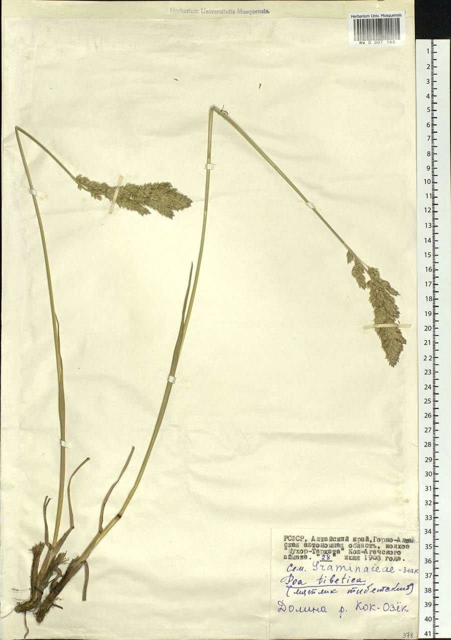 Arctopoa tibetica (Munro ex Stapf) Prob., Siberia, Altai & Sayany Mountains (S2) (Russia)