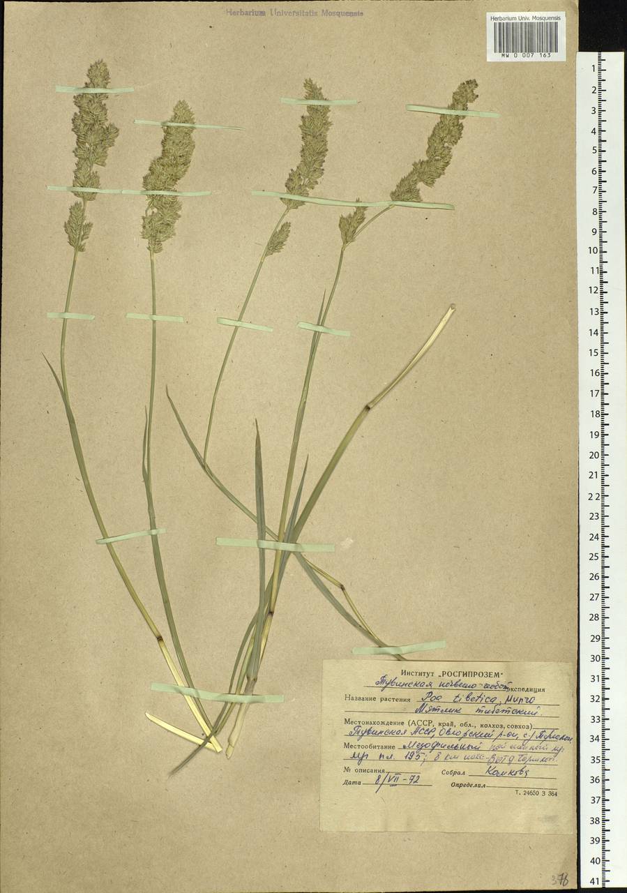 Arctopoa tibetica (Munro ex Stapf) Prob., Siberia, Altai & Sayany Mountains (S2) (Russia)