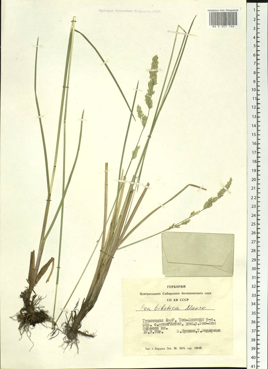 Arctopoa tibetica (Munro ex Stapf) Prob., Siberia, Altai & Sayany Mountains (S2) (Russia)