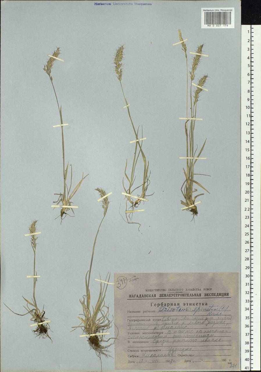 Koeleria spicata (L.) Barberá, Quintanar, Soreng & P.M.Peterson, Siberia, Chukotka & Kamchatka (S7) (Russia)