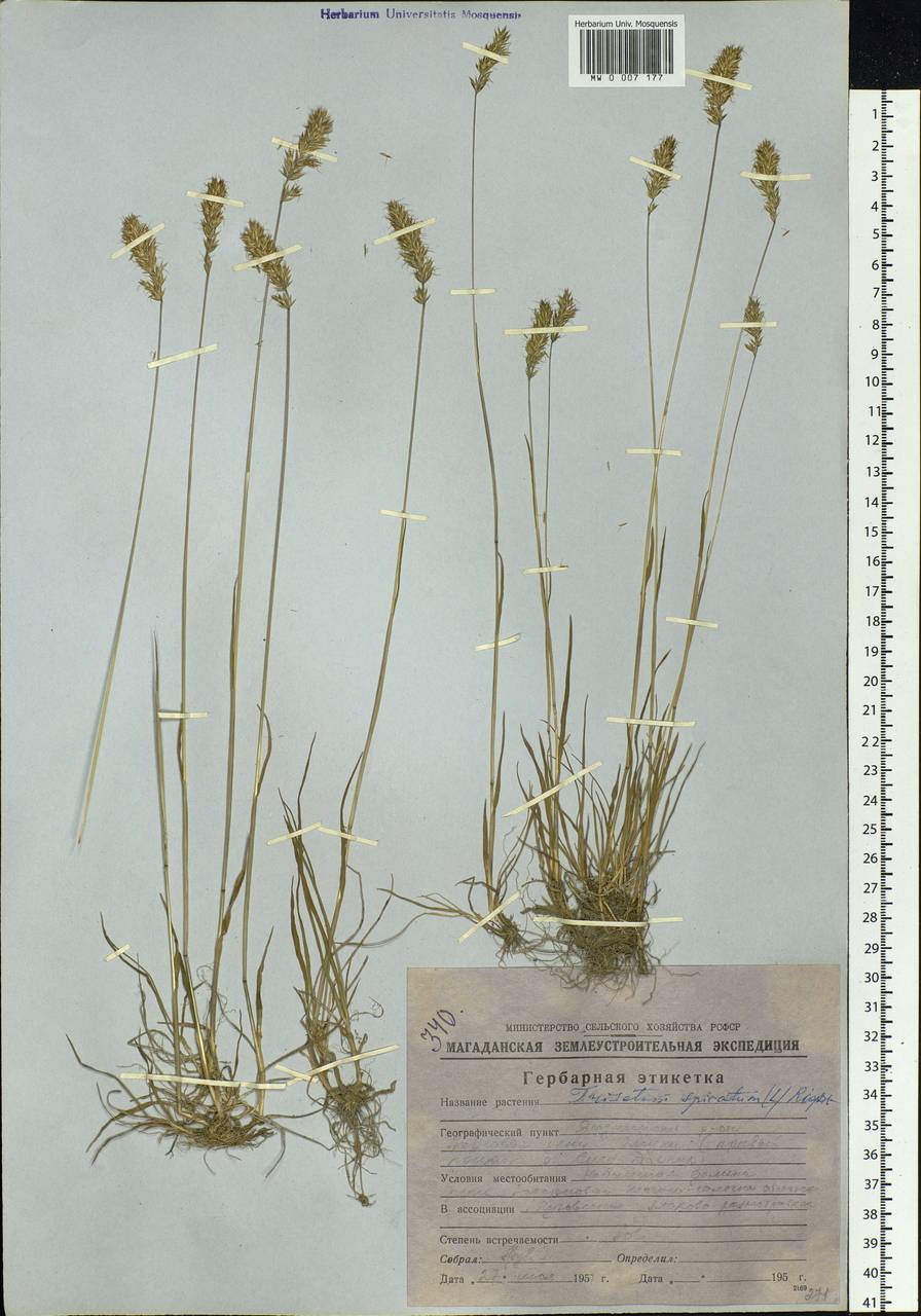 Koeleria spicata (L.) Barberá, Quintanar, Soreng & P.M.Peterson, Siberia, Yakutia (S5) (Russia)