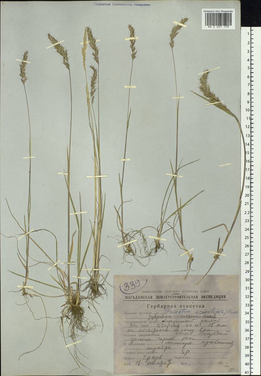 Koeleria spicata (L.) Barberá, Quintanar, Soreng & P.M.Peterson, Siberia, Chukotka & Kamchatka (S7) (Russia)