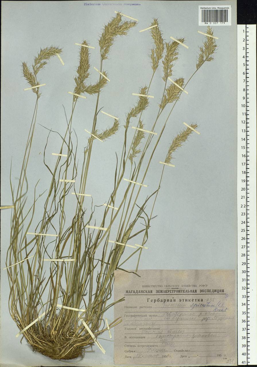 Koeleria spicata (L.) Barberá, Quintanar, Soreng & P.M.Peterson, Siberia, Chukotka & Kamchatka (S7) (Russia)