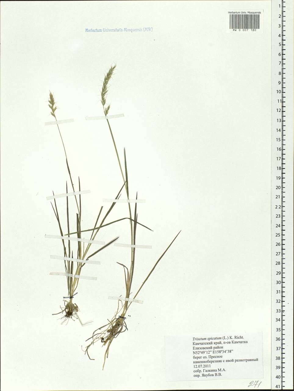 Koeleria spicata (L.) Barberá, Quintanar, Soreng & P.M.Peterson, Siberia, Chukotka & Kamchatka (S7) (Russia)