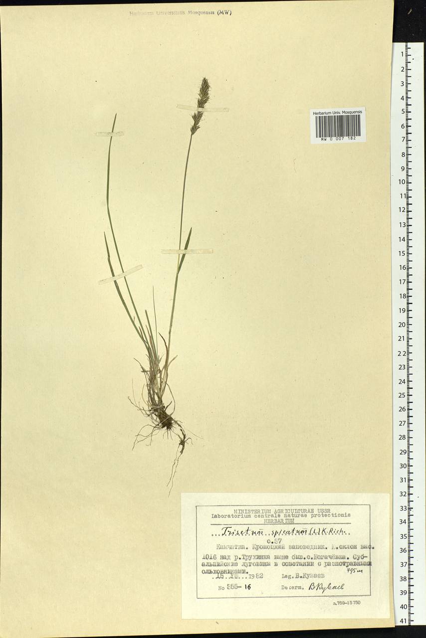 Koeleria spicata (L.) Barberá, Quintanar, Soreng & P.M.Peterson, Siberia, Chukotka & Kamchatka (S7) (Russia)