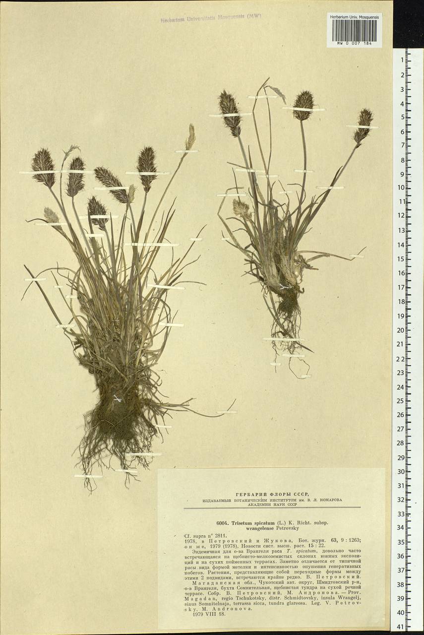 Koeleria spicata (L.) Barberá, Quintanar, Soreng & P.M.Peterson, Siberia, Chukotka & Kamchatka (S7) (Russia)