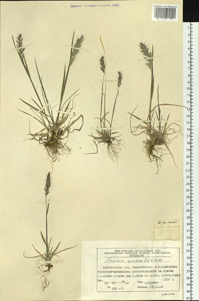 Koeleria spicata (L.) Barberá, Quintanar, Soreng & P.M.Peterson, Siberia, Chukotka & Kamchatka (S7) (Russia)