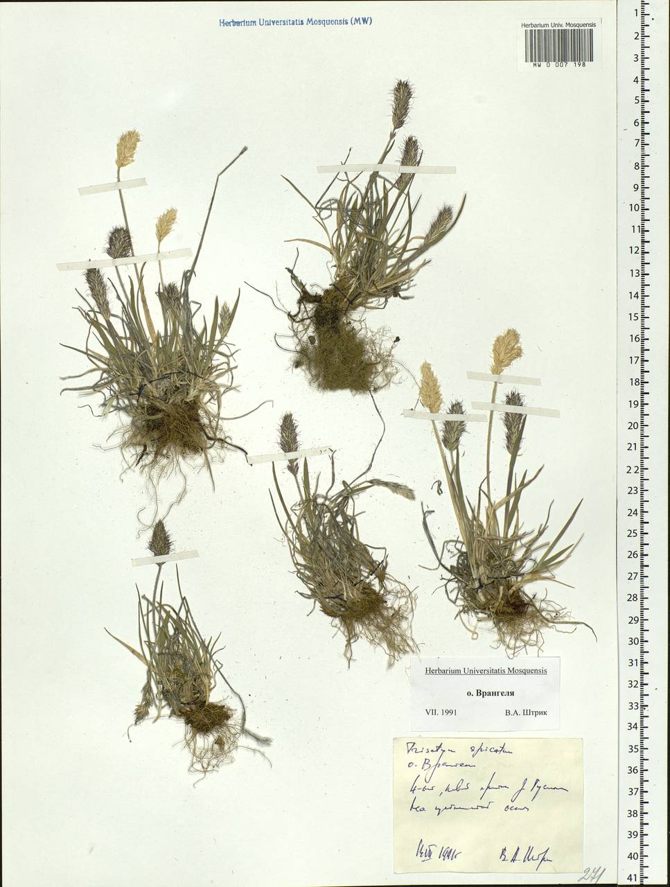 Koeleria spicata (L.) Barberá, Quintanar, Soreng & P.M.Peterson, Siberia, Chukotka & Kamchatka (S7) (Russia)