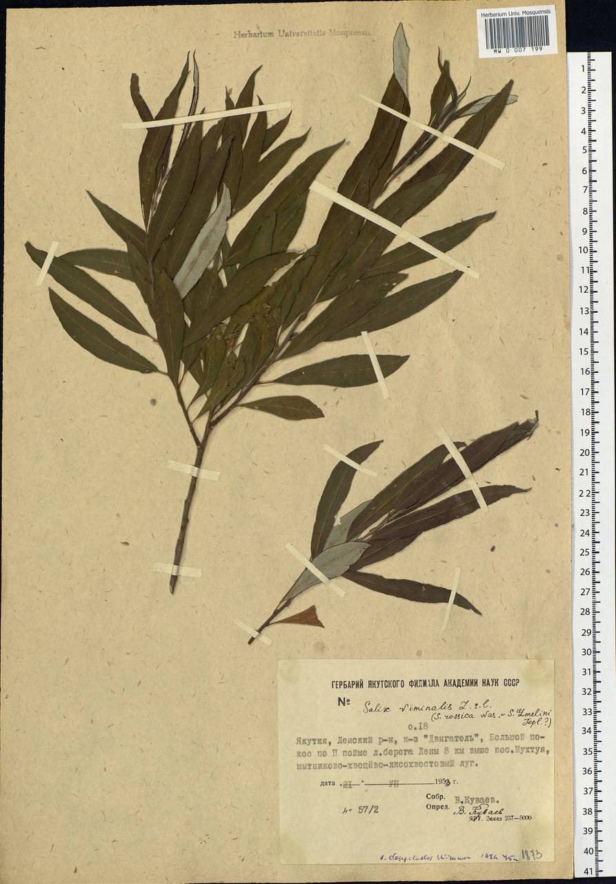 Salix gmelinii Pall., Siberia, Yakutia (S5) (Russia)