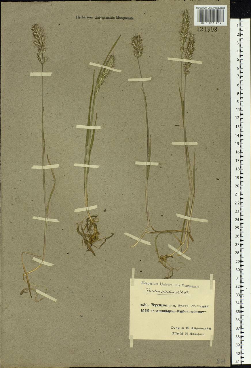 Koeleria spicata (L.) Barberá, Quintanar, Soreng & P.M.Peterson, Siberia, Chukotka & Kamchatka (S7) (Russia)