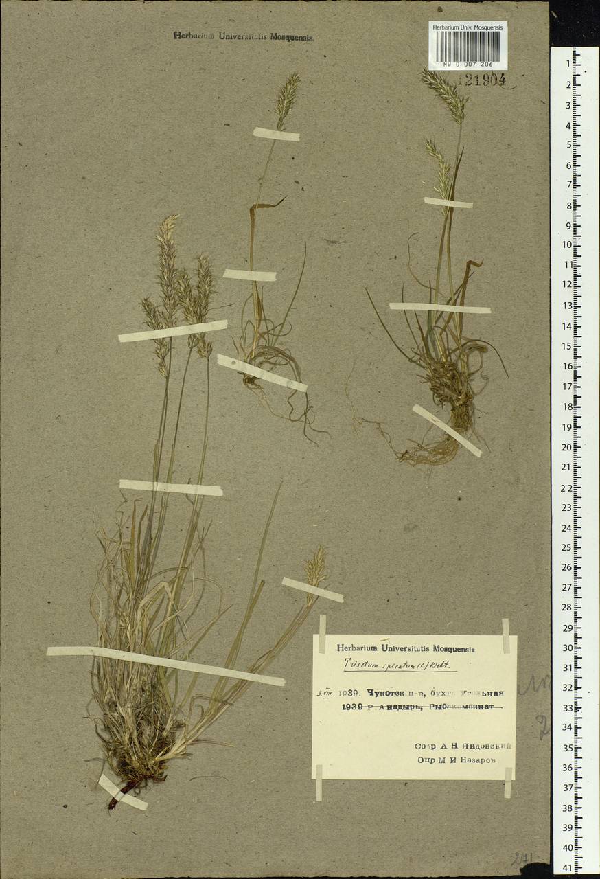 Koeleria spicata (L.) Barberá, Quintanar, Soreng & P.M.Peterson, Siberia, Chukotka & Kamchatka (S7) (Russia)