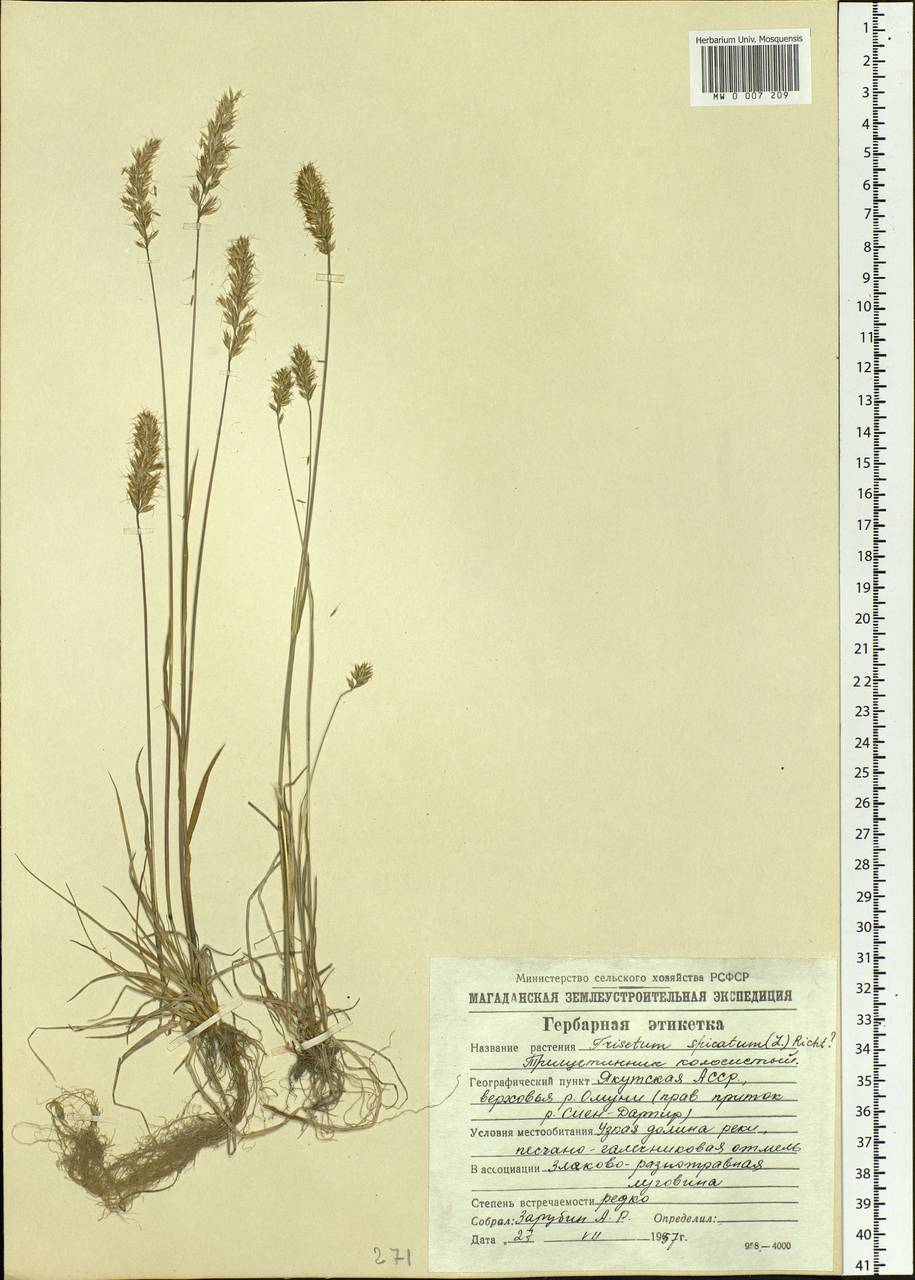 Koeleria spicata (L.) Barberá, Quintanar, Soreng & P.M.Peterson, Siberia, Yakutia (S5) (Russia)