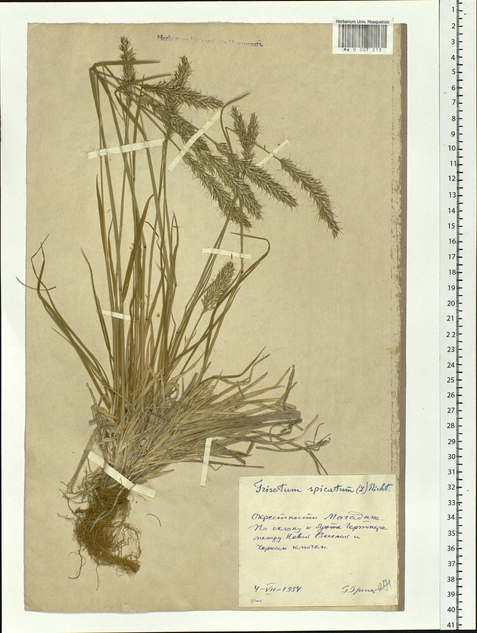 Koeleria spicata (L.) Barberá, Quintanar, Soreng & P.M.Peterson, Siberia, Chukotka & Kamchatka (S7) (Russia)