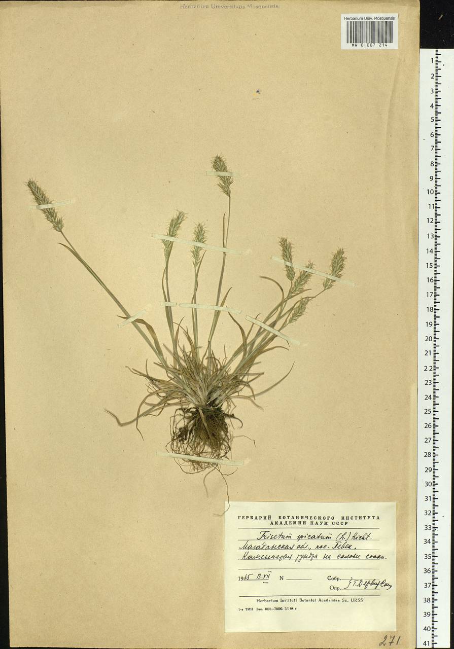 Koeleria spicata (L.) Barberá, Quintanar, Soreng & P.M.Peterson, Siberia, Chukotka & Kamchatka (S7) (Russia)