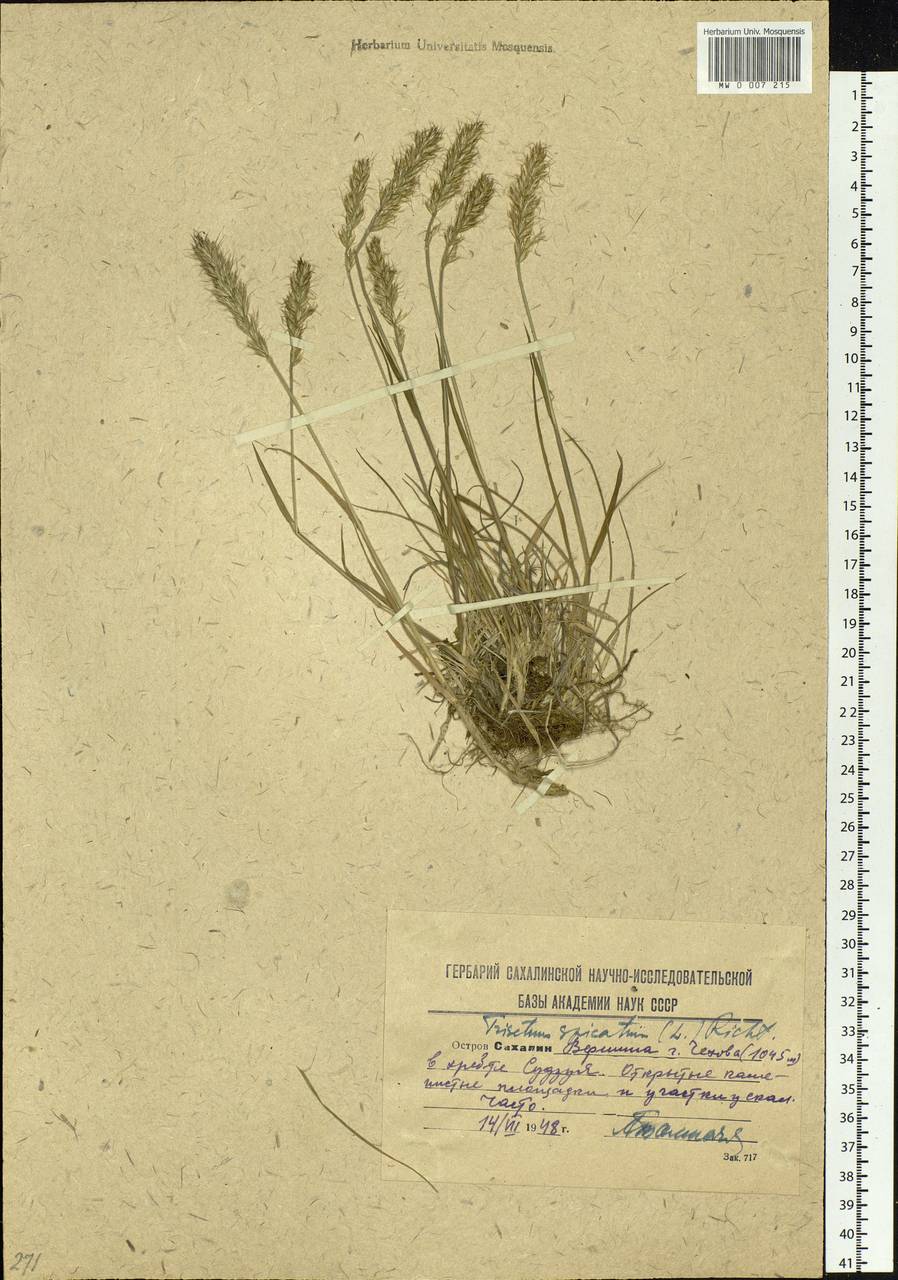 Koeleria spicata (L.) Barberá, Quintanar, Soreng & P.M.Peterson, Siberia, Russian Far East (S6) (Russia)