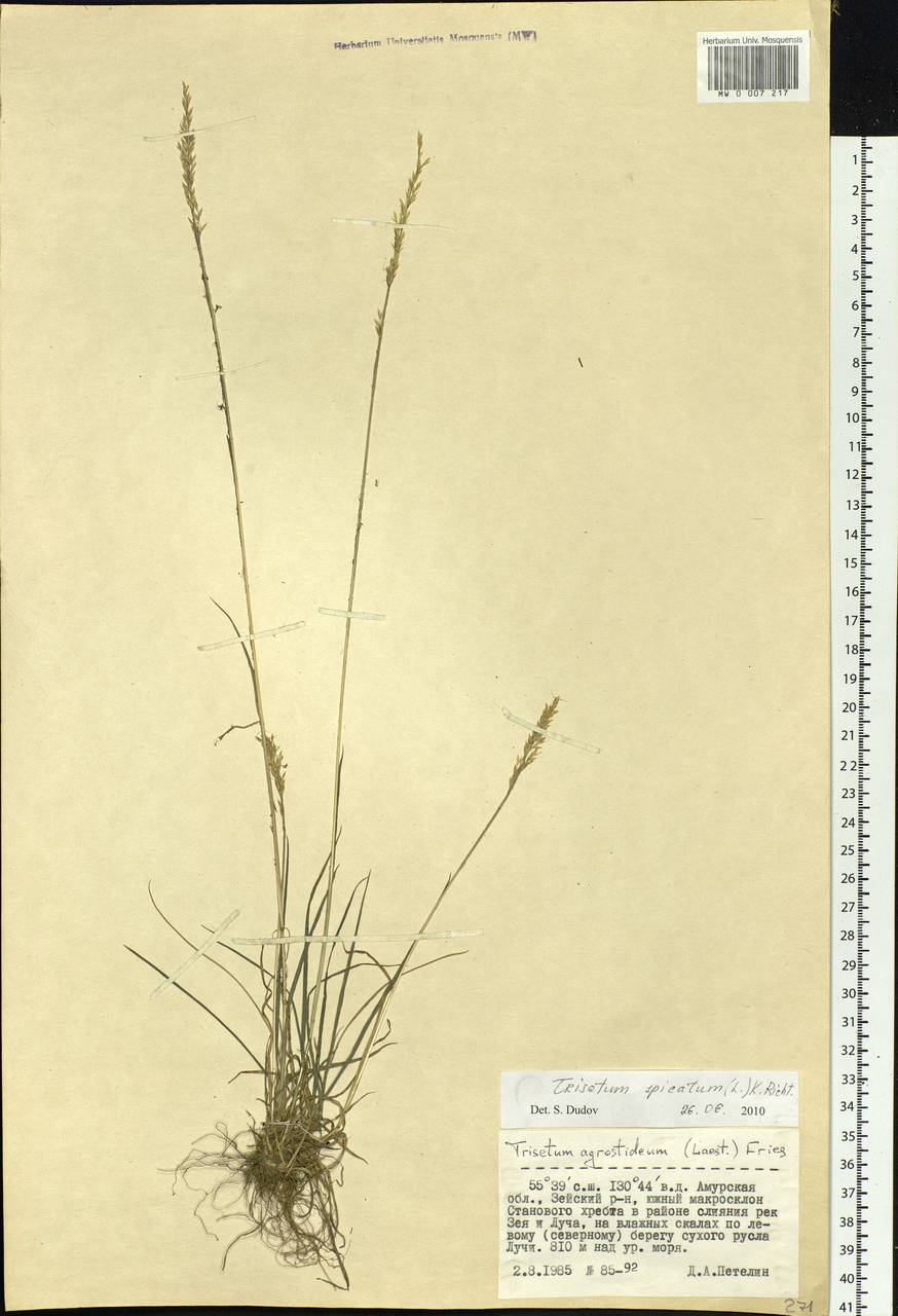 Koeleria spicata (L.) Barberá, Quintanar, Soreng & P.M.Peterson, Siberia, Russian Far East (S6) (Russia)