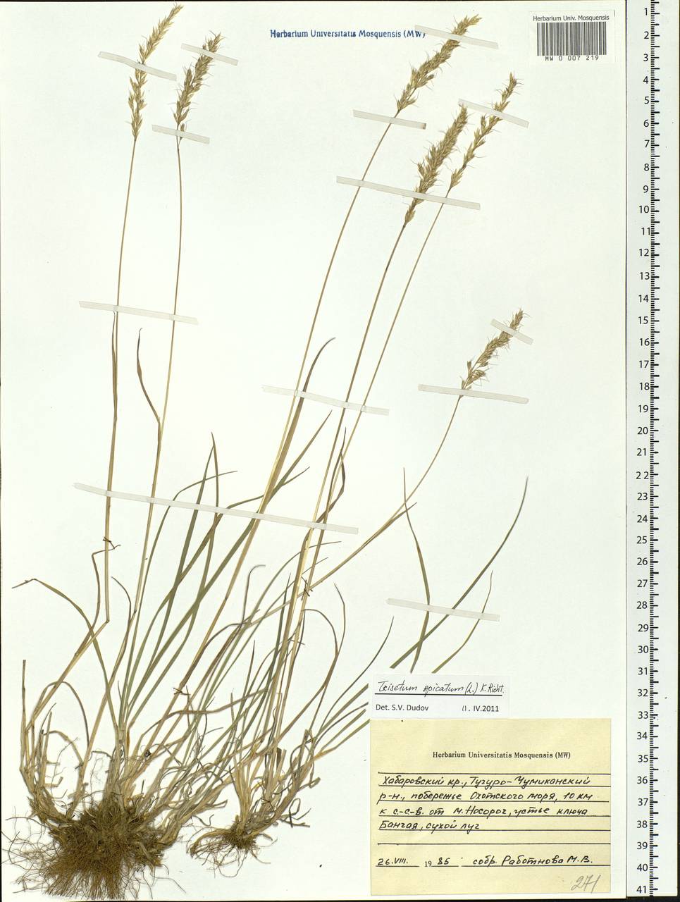 Koeleria spicata (L.) Barberá, Quintanar, Soreng & P.M.Peterson, Siberia, Russian Far East (S6) (Russia)