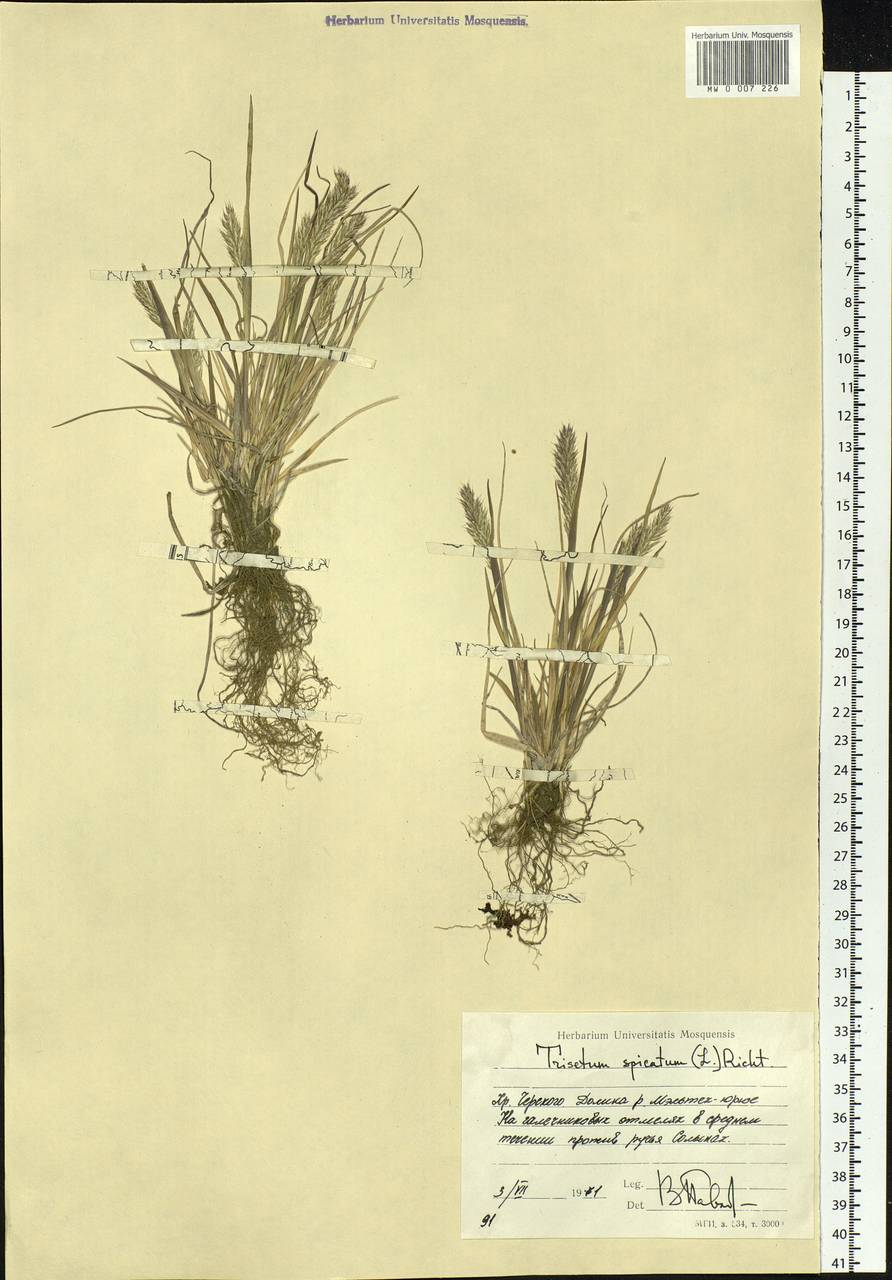 Koeleria spicata (L.) Barberá, Quintanar, Soreng & P.M.Peterson, Siberia, Yakutia (S5) (Russia)