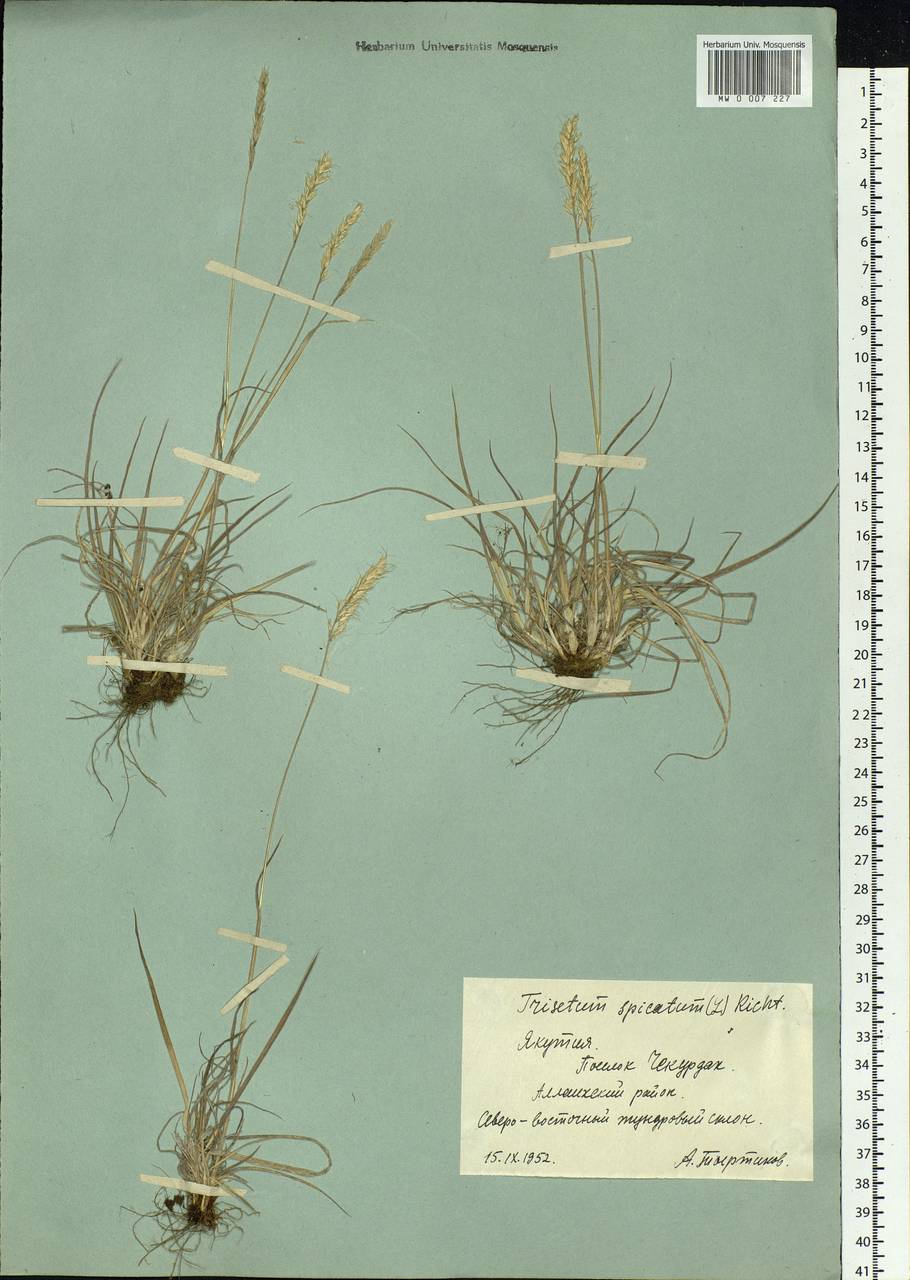 Koeleria spicata (L.) Barberá, Quintanar, Soreng & P.M.Peterson, Siberia, Yakutia (S5) (Russia)