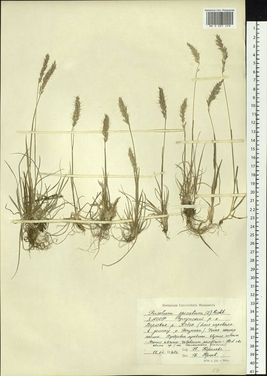 Koeleria spicata (L.) Barberá, Quintanar, Soreng & P.M.Peterson, Siberia, Yakutia (S5) (Russia)