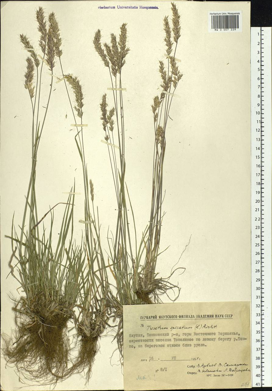 Koeleria spicata (L.) Barberá, Quintanar, Soreng & P.M.Peterson, Siberia, Yakutia (S5) (Russia)