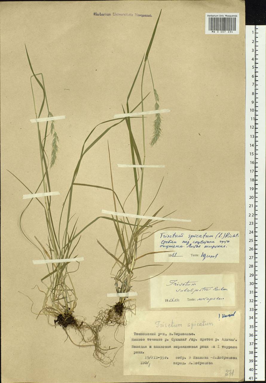Koeleria spicata (L.) Barberá, Quintanar, Soreng & P.M.Peterson, Siberia, Yakutia (S5) (Russia)