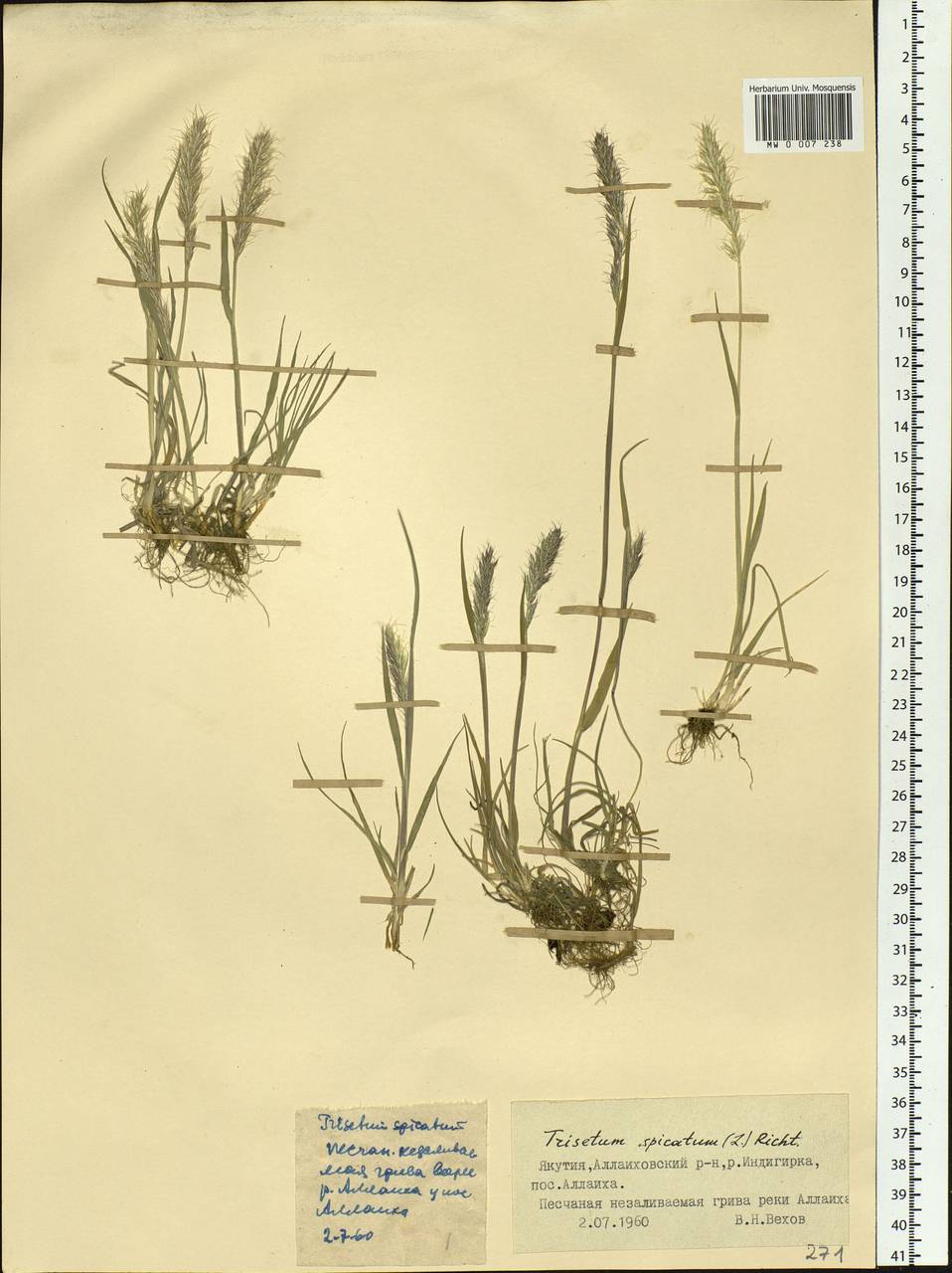 Koeleria spicata (L.) Barberá, Quintanar, Soreng & P.M.Peterson, Siberia, Yakutia (S5) (Russia)