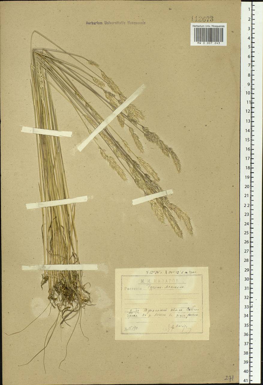 Koeleria spicata (L.) Barberá, Quintanar, Soreng & P.M.Peterson, Siberia, Baikal & Transbaikal region (S4) (Russia)