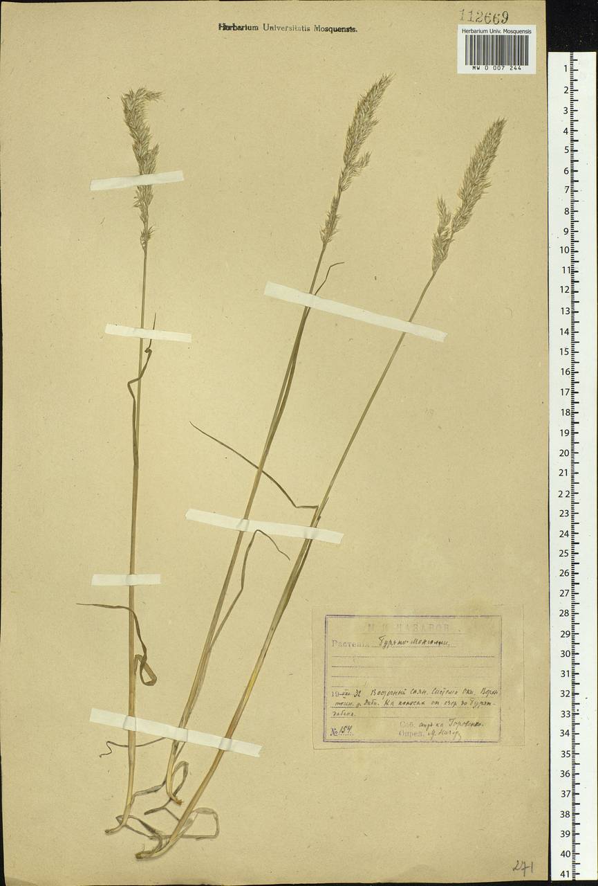 Koeleria spicata (L.) Barberá, Quintanar, Soreng & P.M.Peterson, Siberia, Baikal & Transbaikal region (S4) (Russia)