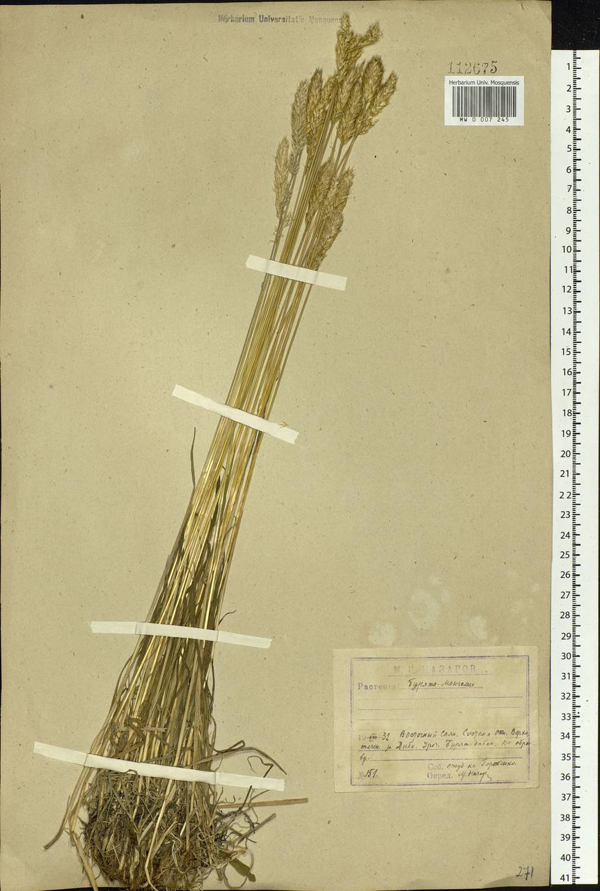 Koeleria spicata (L.) Barberá, Quintanar, Soreng & P.M.Peterson, Siberia, Baikal & Transbaikal region (S4) (Russia)