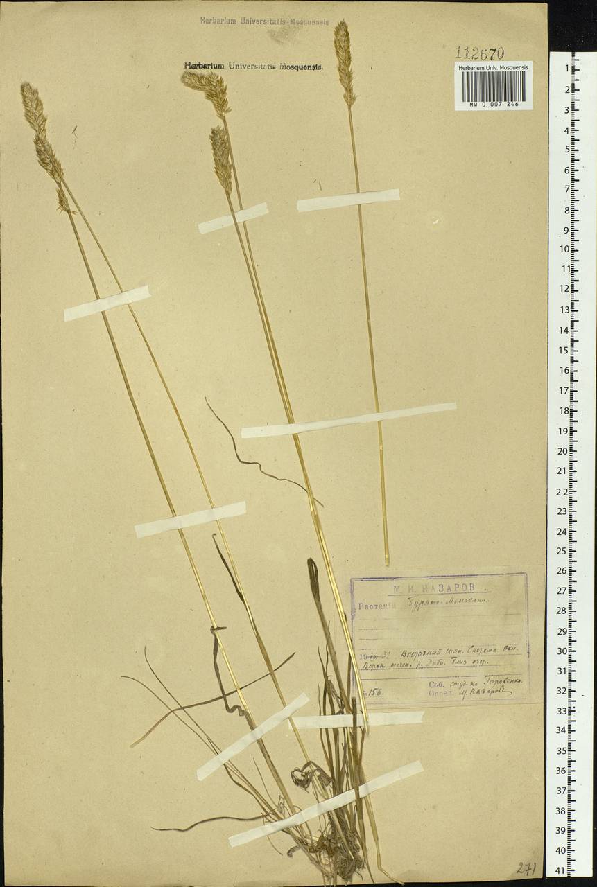 Koeleria spicata (L.) Barberá, Quintanar, Soreng & P.M.Peterson, Siberia, Baikal & Transbaikal region (S4) (Russia)