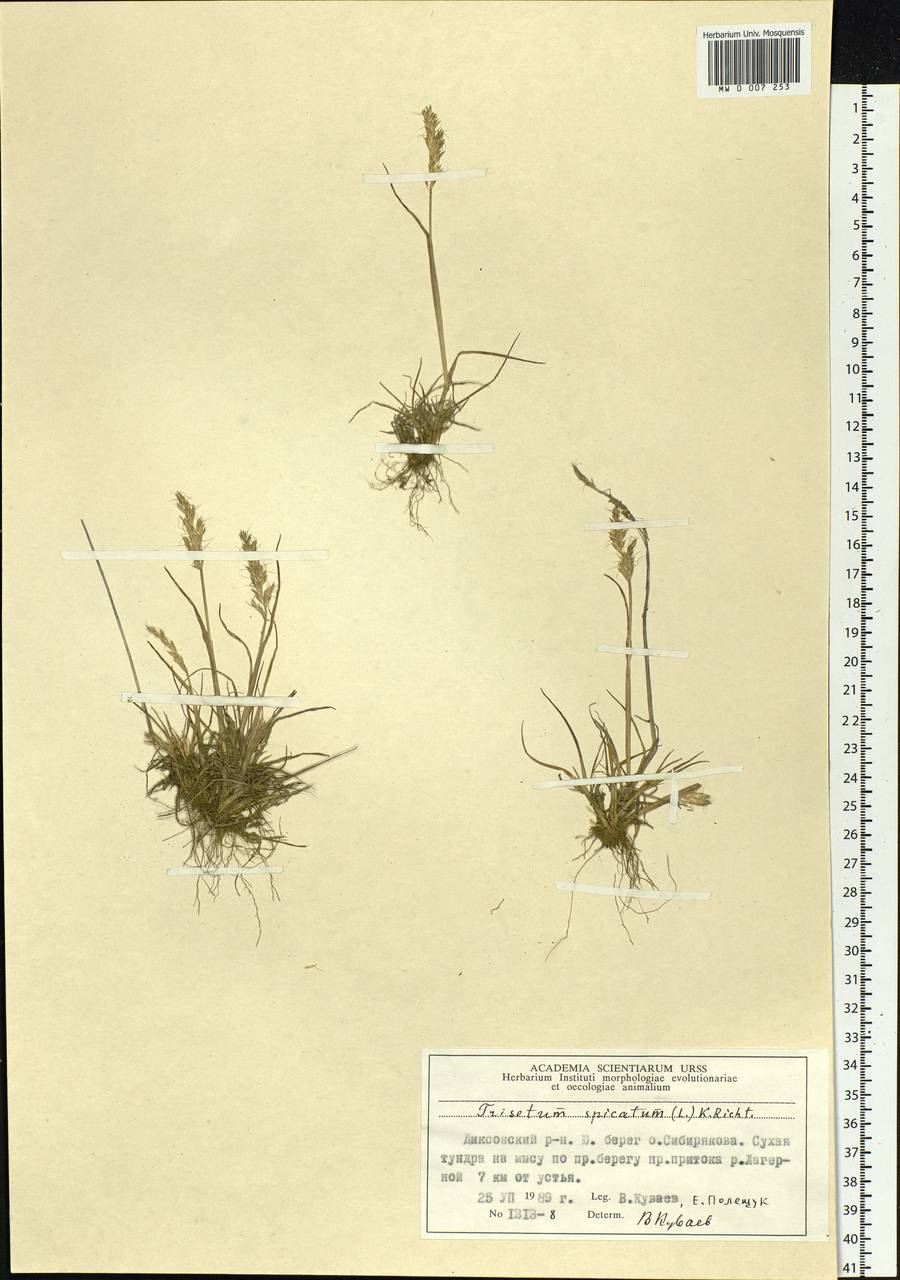 Koeleria spicata (L.) Barberá, Quintanar, Soreng & P.M.Peterson, Siberia, Central Siberia (S3) (Russia)