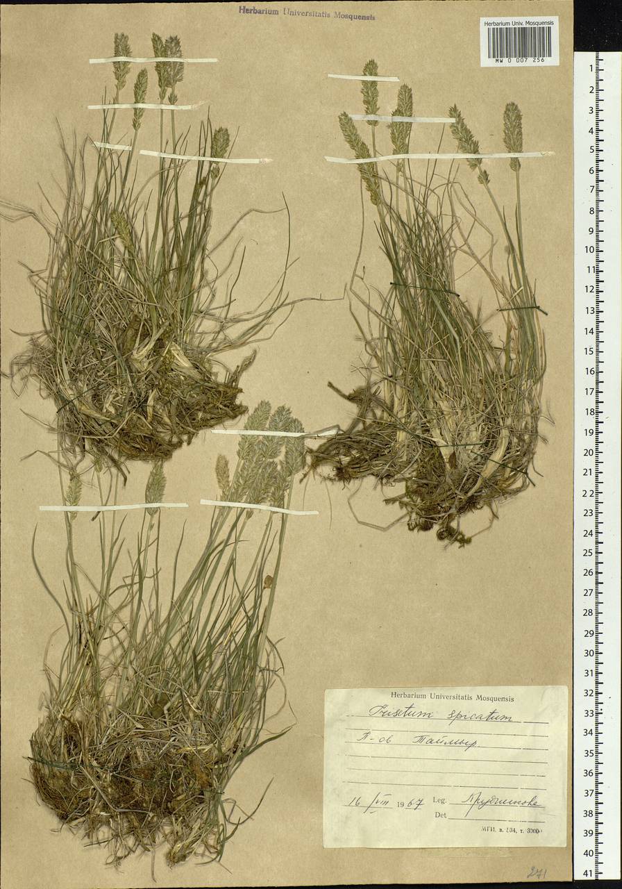 Koeleria spicata (L.) Barberá, Quintanar, Soreng & P.M.Peterson, Siberia, Central Siberia (S3) (Russia)