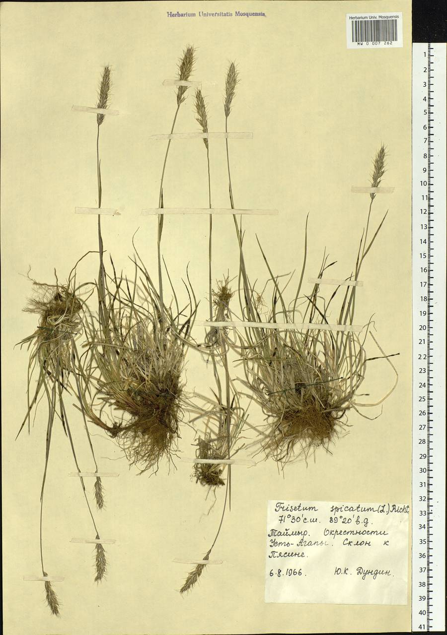 MW0007262, Trisetum spicatum (Трищетинник колосистый), specimen Koeleria spicata (L.) Barberá, Quintanar, Soreng & P.M.Peterson, Siberia, Central Siberia (S3) (Russia)