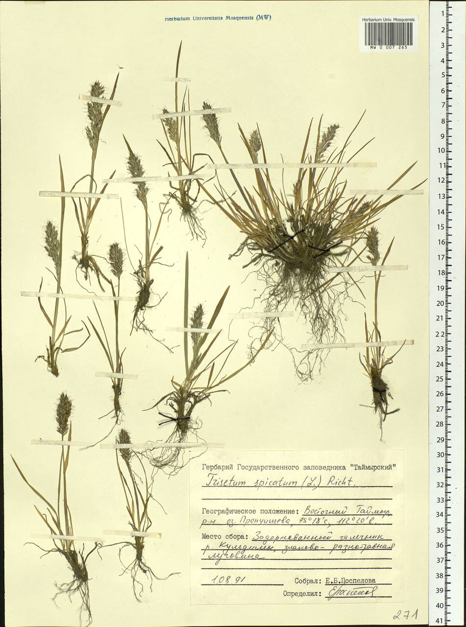 Koeleria spicata (L.) Barberá, Quintanar, Soreng & P.M.Peterson, Siberia, Central Siberia (S3) (Russia)