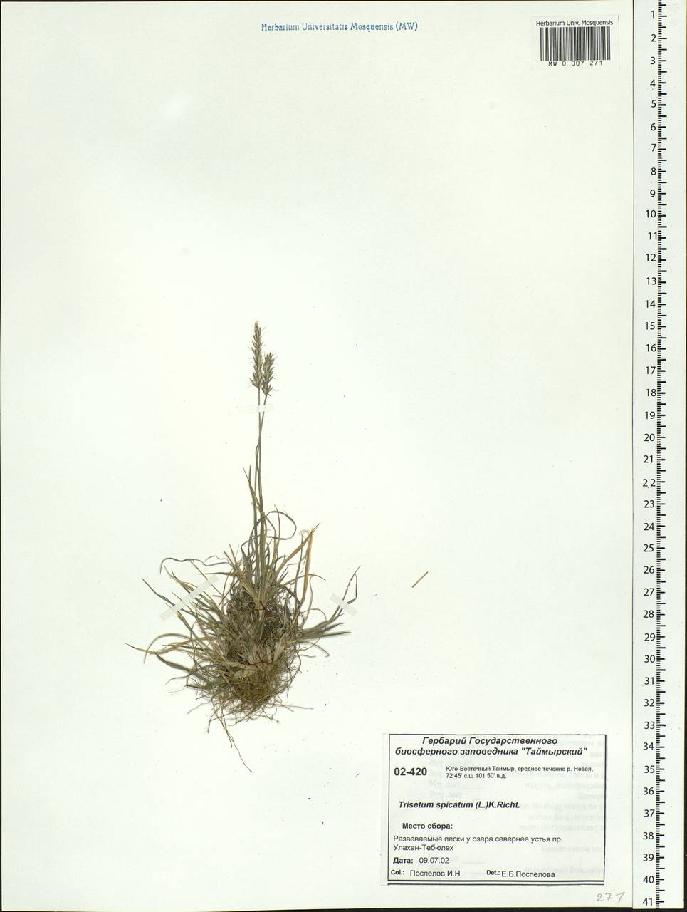 Koeleria spicata (L.) Barberá, Quintanar, Soreng & P.M.Peterson, Siberia, Central Siberia (S3) (Russia)