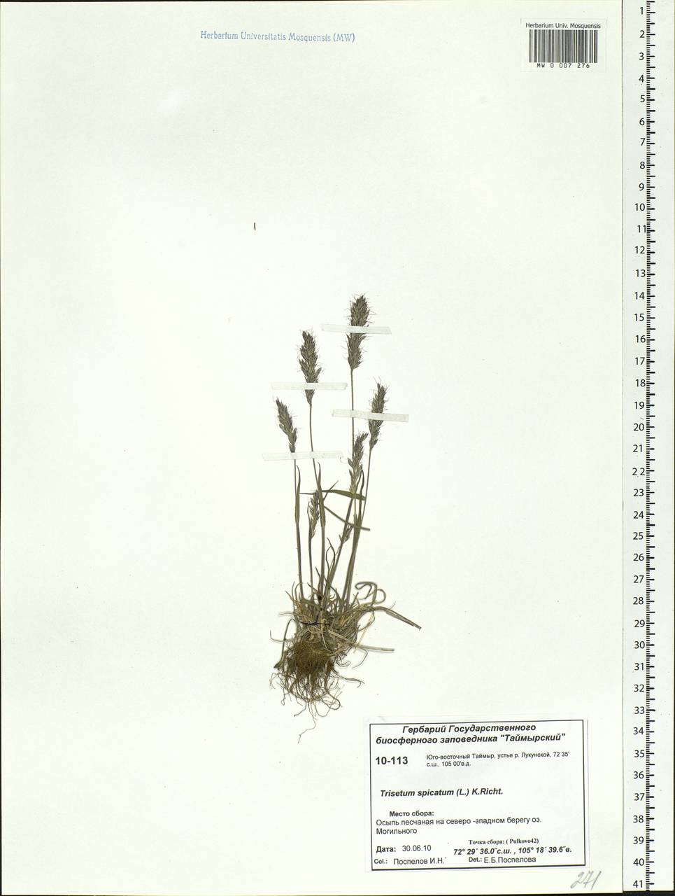Koeleria spicata (L.) Barberá, Quintanar, Soreng & P.M.Peterson, Siberia, Central Siberia (S3) (Russia)