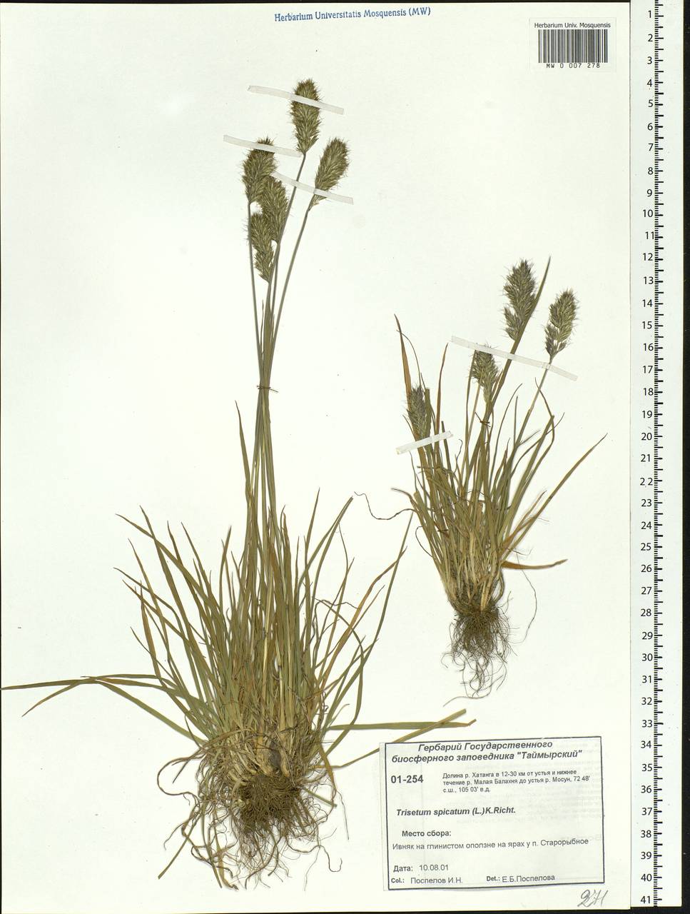 Koeleria spicata (L.) Barberá, Quintanar, Soreng & P.M.Peterson, Siberia, Central Siberia (S3) (Russia)