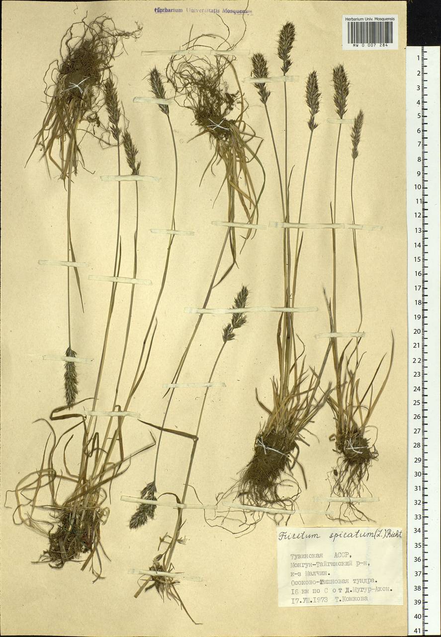 Koeleria spicata (L.) Barberá, Quintanar, Soreng & P.M.Peterson, Siberia, Altai & Sayany Mountains (S2) (Russia)