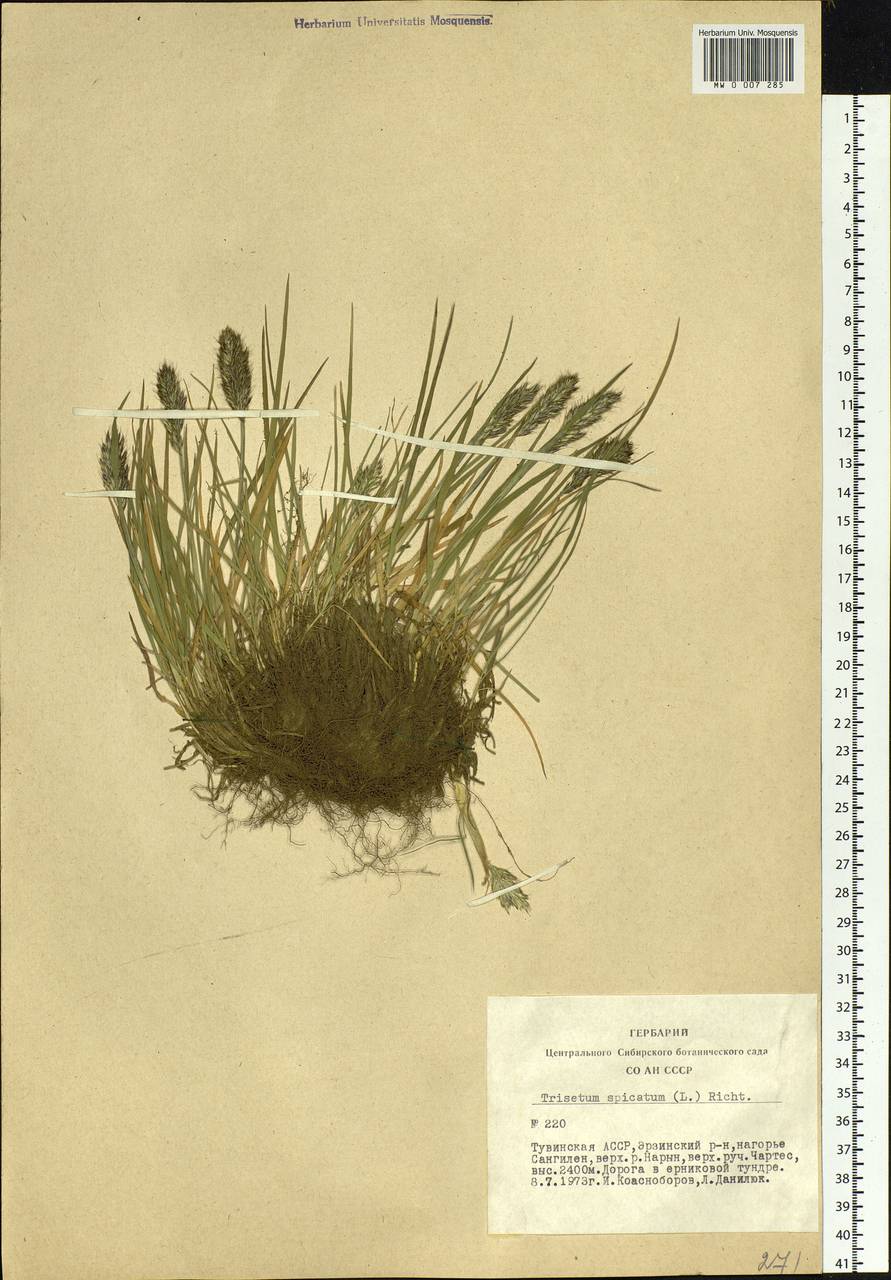 Koeleria spicata (L.) Barberá, Quintanar, Soreng & P.M.Peterson, Siberia, Altai & Sayany Mountains (S2) (Russia)