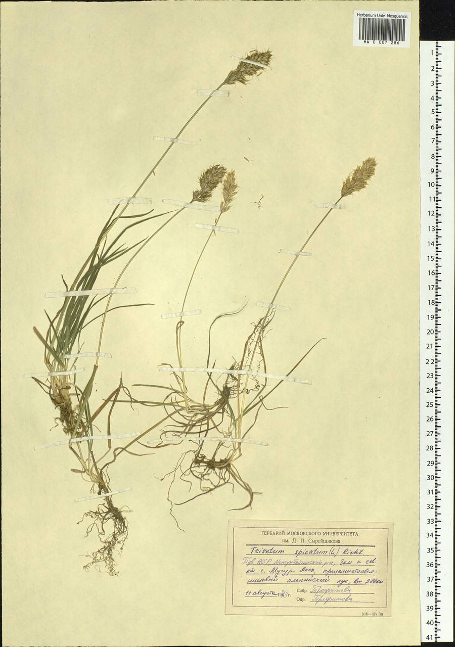 Koeleria spicata (L.) Barberá, Quintanar, Soreng & P.M.Peterson, Siberia, Altai & Sayany Mountains (S2) (Russia)