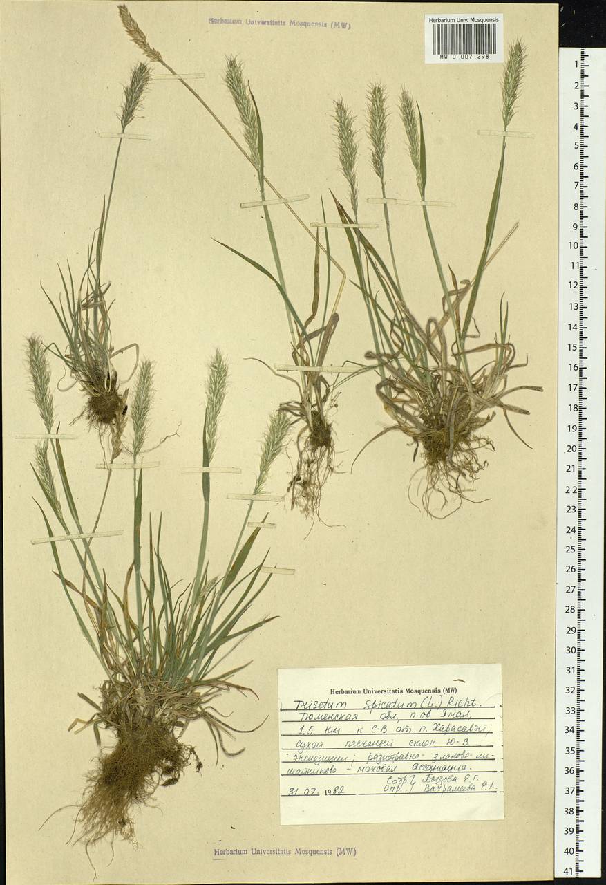Koeleria spicata (L.) Barberá, Quintanar, Soreng & P.M.Peterson, Siberia, Western Siberia (S1) (Russia)