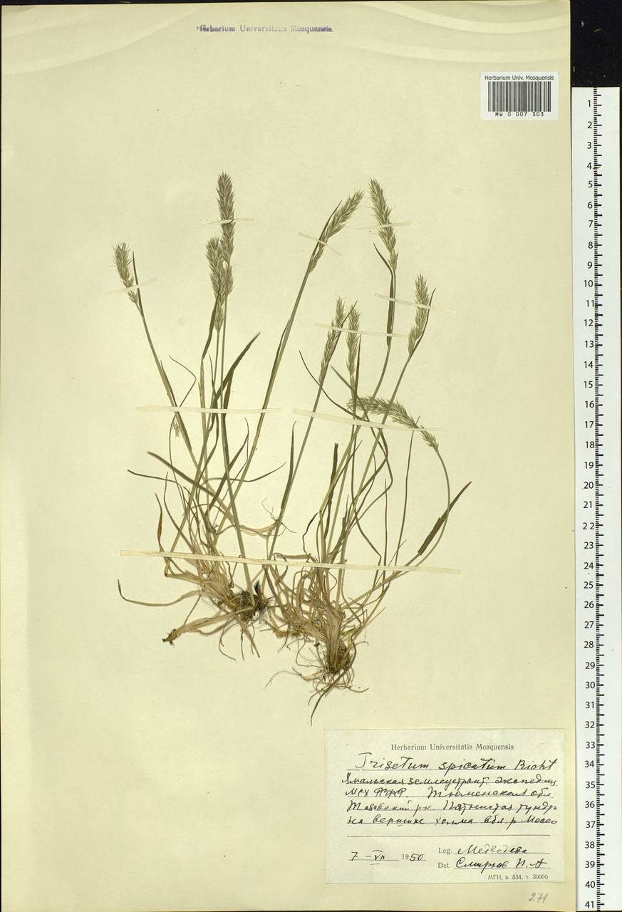 Koeleria spicata (L.) Barberá, Quintanar, Soreng & P.M.Peterson, Siberia, Western Siberia (S1) (Russia)