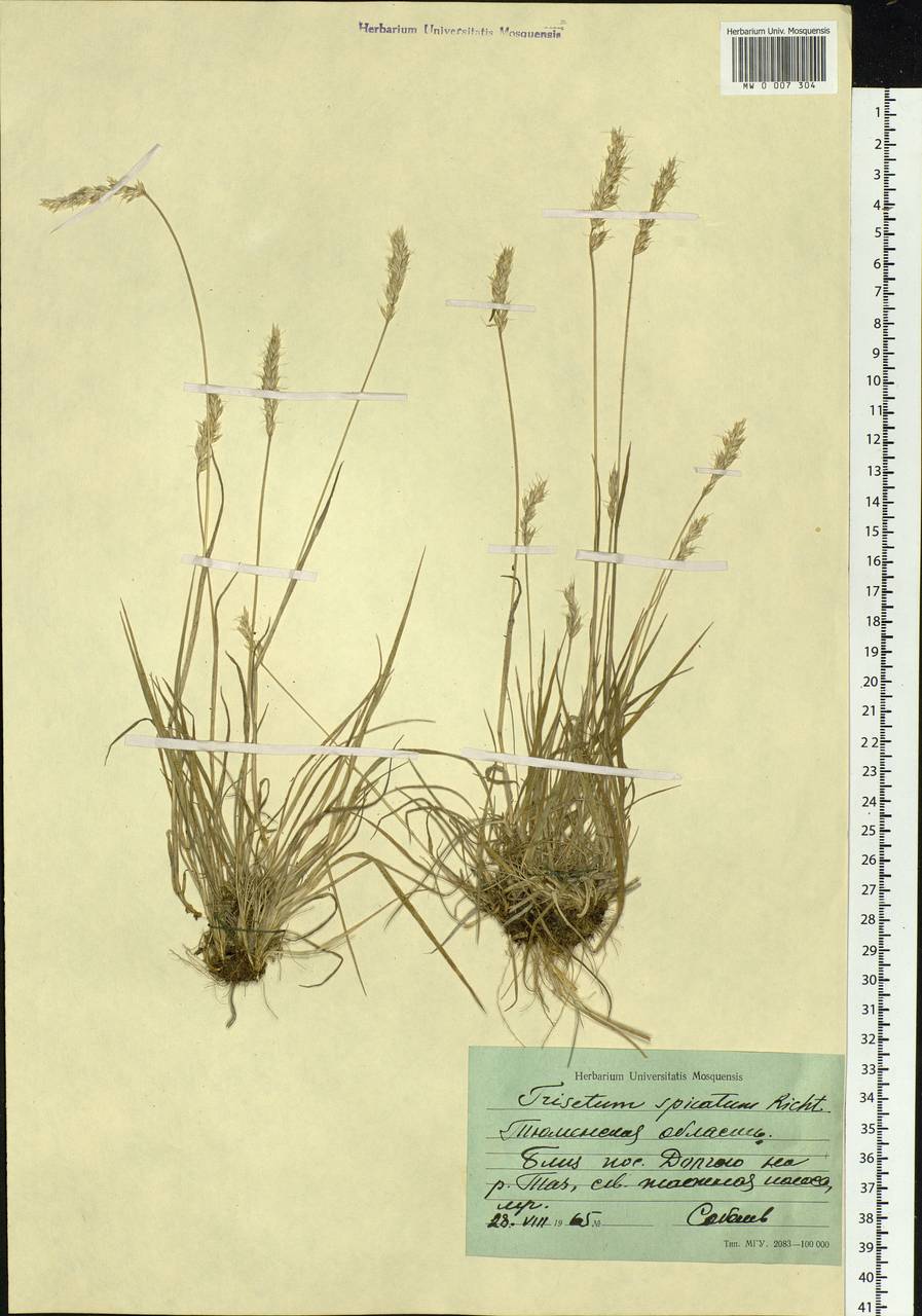 Koeleria spicata (L.) Barberá, Quintanar, Soreng & P.M.Peterson, Siberia, Western Siberia (S1) (Russia)