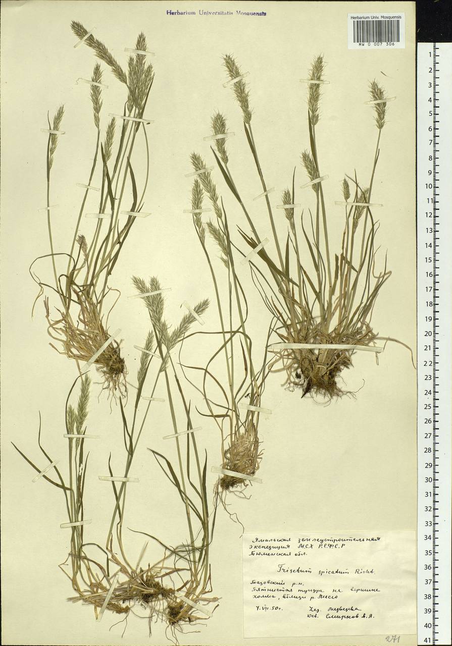 Koeleria spicata (L.) Barberá, Quintanar, Soreng & P.M.Peterson, Siberia, Western Siberia (S1) (Russia)