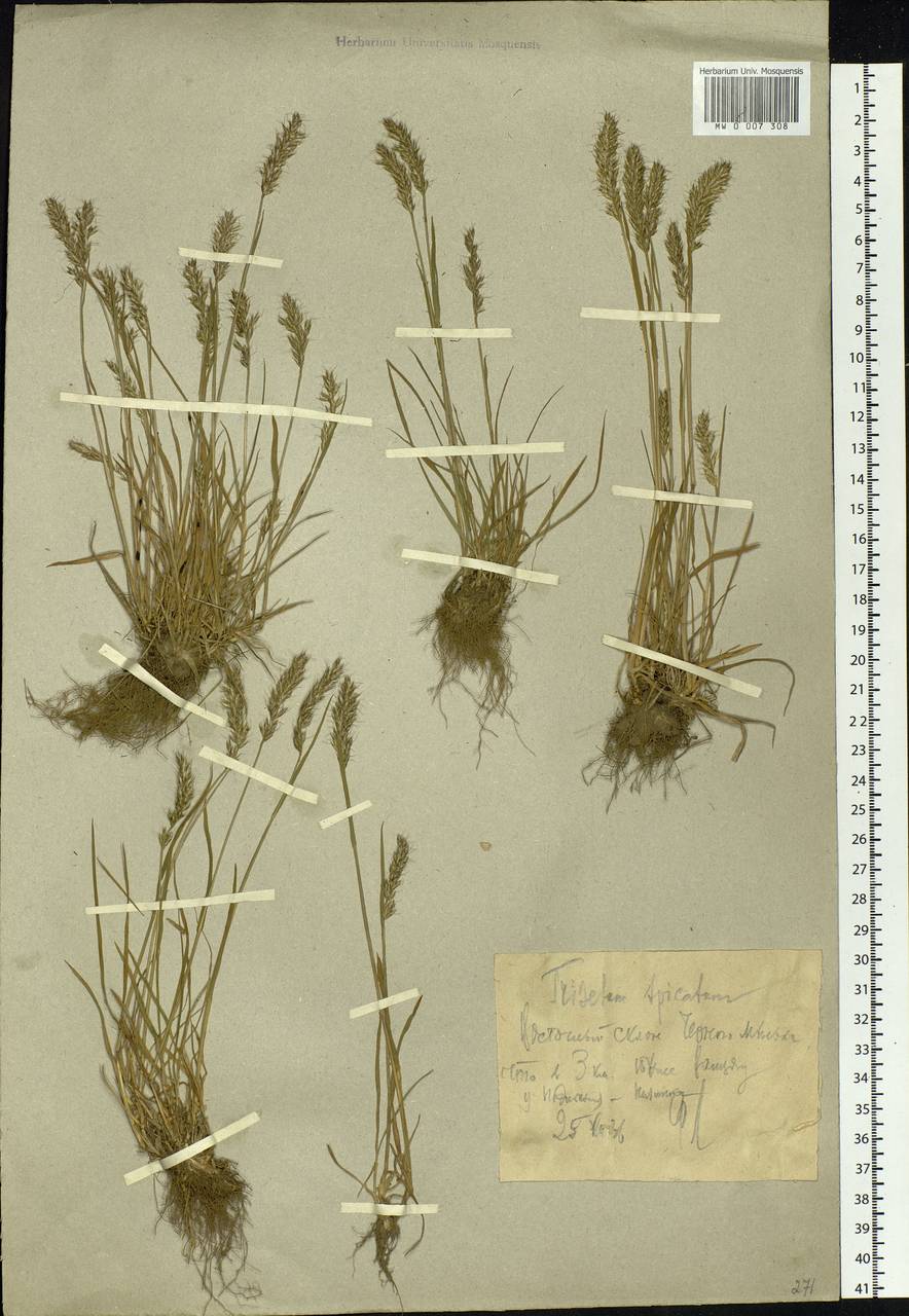 Koeleria spicata (L.) Barberá, Quintanar, Soreng & P.M.Peterson, Eastern Europe, Northern region (E1) (Russia)