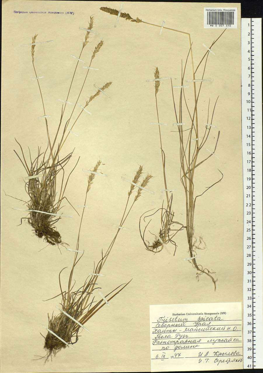 Koeleria spicata (L.) Barberá, Quintanar, Soreng & P.M.Peterson, Siberia, Western Siberia (S1) (Russia)