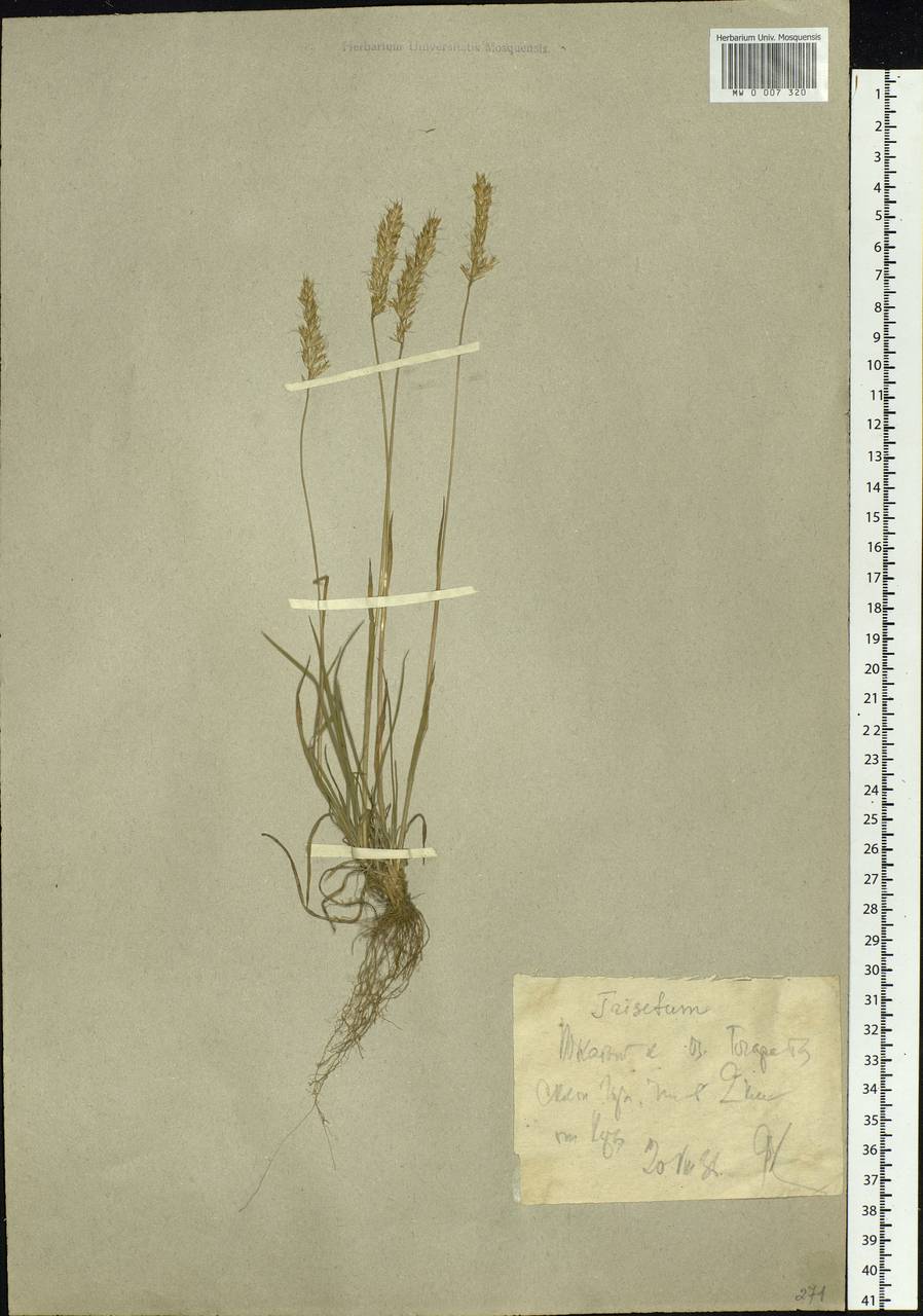 Koeleria spicata (L.) Barberá, Quintanar, Soreng & P.M.Peterson, Siberia, Western Siberia (S1) (Russia)