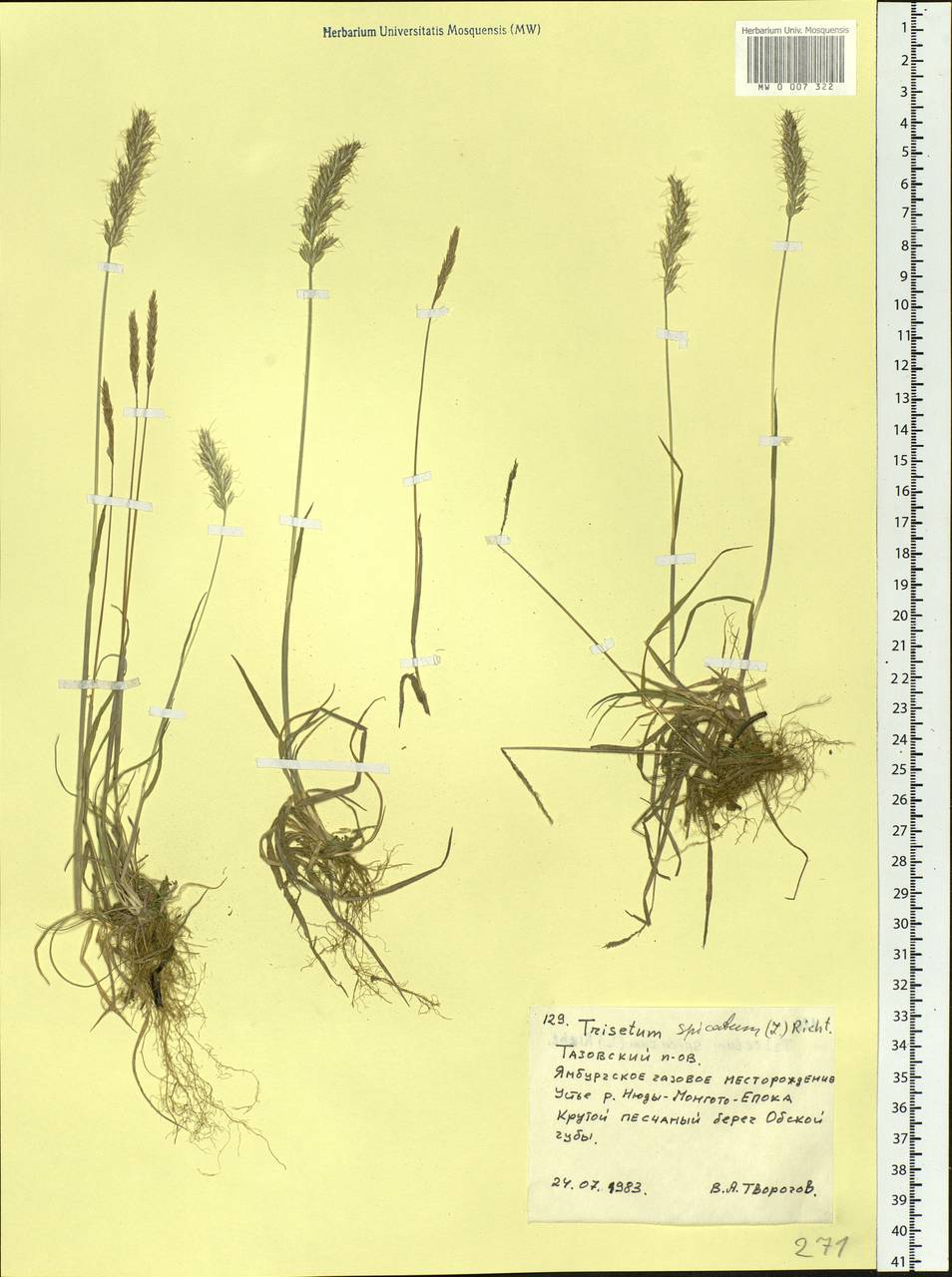 Koeleria spicata (L.) Barberá, Quintanar, Soreng & P.M.Peterson, Siberia, Western Siberia (S1) (Russia)