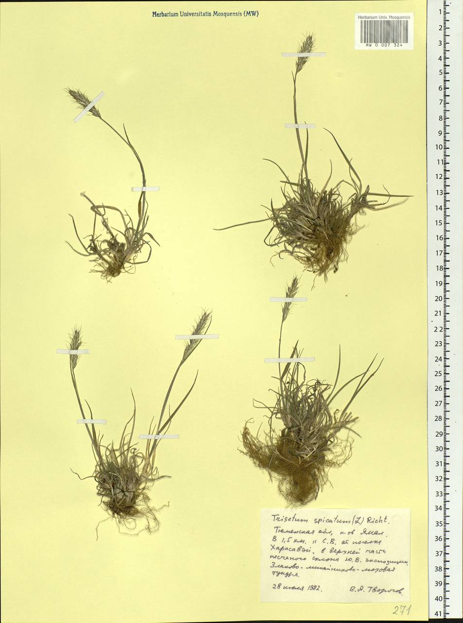 Koeleria spicata (L.) Barberá, Quintanar, Soreng & P.M.Peterson, Siberia, Western Siberia (S1) (Russia)
